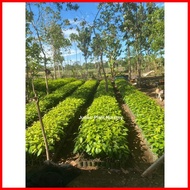 ◧ ◨ ◬ ❀ Mahogany Tree Seedlings (1pc.)