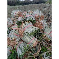 Cây giống Dứa Md2 dứa mật siêu ngọt ăn không rát lưỡi rất được ưa chuộng hiện nay cho năng suất cao