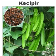 60 Seeds of Winged Vegetable Seeds, Puspa Dewi Winged Vegetable Seeds, Super Winged Bean Seeds, Supe