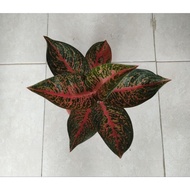 Aglaonema