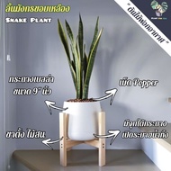 🐉💛 ลิ้นมังกร (Snake Plant) "กอใหญ่" กระถางเบลล่า9"นิ้ว+เม็ดpopper+ขาตั้ง ไม้สน (ต้นไม้ฟอกอากาศ)