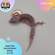 Leopard Gecko Super Pied Betina