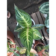 ✹Vanilla Panama Aglaonema plants