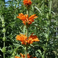 herbal daun bunga wild dagga
