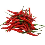 Vegetable Seeds Labuyo Seeds (hot pepper) -20seeds