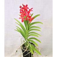 Ornamental Mokara Orchid Red Potted Flower Plant - Fresh Gardening Indoor Plant Outdoor Plants for Home Garden