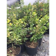 Xả hết---- Cây chery nhiệt đới mau cho trái cây đẹp giống chuẩn