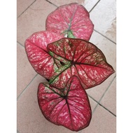 Caladium / Keladi Thailand New Hybrid, rare stable & Healthy