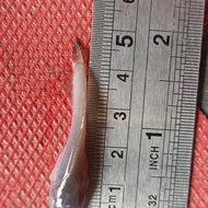 Bibit Lele Mutiara tersisa size 4cm - 6cm++