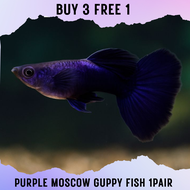[1pair] Purple Moscow guppy Live Fish Aquarium