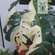 Bonggol monstera king varigata bendera Berkualitas