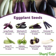 Eggplant Seeds Long Purple Talong Calixto F1 Warhawk Ilocano Bilog White Eggplant Fortuner Gwapito 1