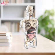 [Abbraccia] Human Body Model Kits Body Parts Organs for Preschool Teacher Supplies