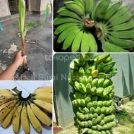 Bibit pisang kepok/bonggol pisang kepok