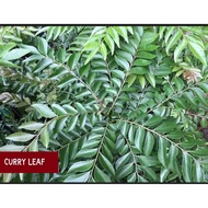 CURRYdaun, KOJA GREETINGS, CURRY AROMATIC, AROMATIC CURRY, DRY CURRYdaun, FRESH CURRYdaun