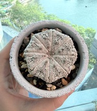珍稀星兜仙人掌盆栽