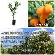 Bibit Jeruk Nagami Okulasi Pohon Jeruk Buah Jeruk Nagami