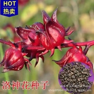 Roselle Seed Four Seasons Plant Red Peach k Seed Rose Eggplant Tea Ornamental Fruit Indoor Landscape