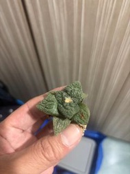 實生龜甲牡丹4年 小苗