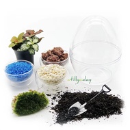 DIY Terrarium Kit | Closed Terrarium | Holland moss &amp; Fittonia