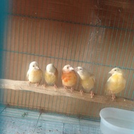 Red siskin double dilute jantan