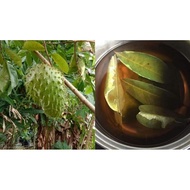 Durian Belanda Leaf Fresh Leaf 20 Strand