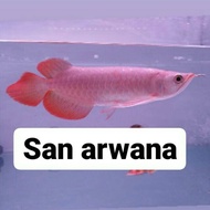 Dijual Arwana super red chili ikan arwana super red Berkualitas