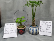 發財樹盆栽&銀葉睡布袋 (植物&盆X2)