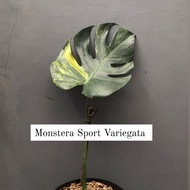 Tanaman hias Monstera sport Variegata mewah murah MSV1