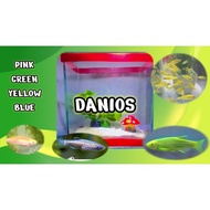 DANIOS FOR FISH FOOD