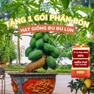 Free F1 Thai Dwarf Papaya Seed Fertilizer, Fruitful, grown all year round, high germination rate