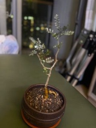 象足漆樹