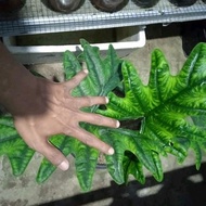 alokasia jacklyn alocasia