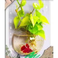 Termurah Aquarium mini tempel dinding dengan sirih lemon cantik rimbun berakar dan batu hias paket l