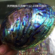 Raw Material Crafts Abalone Imported from Australia Natural Shells Shells Can Be Used for Shells Edg