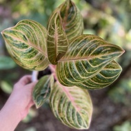 Aglaonema / Link Untuk Check Out Aglaonema