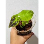 Colocasia illustris / Keladi illustris / Colocasia Plant