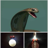 BEZOAR MUSTIKA 1 PAIR PEARLS - KING COBRA SNAKE