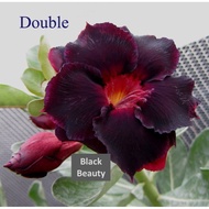 5 Pcs Adenium Seeds Bunga Kemboja Fu Gui Flower Seed - Black Beauty