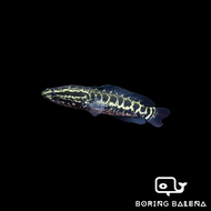 BRBN Channa Argus - Northern Snakehead - Channa - Snakehead - Ikan Channa - Aquarium Freshwater Fish