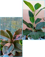 Rubber Tree Variegated ( FICUS AUDREY RUBY BELIZE ) Real or Live - Plants Ready to Plants - Indoor Outdoor Plants