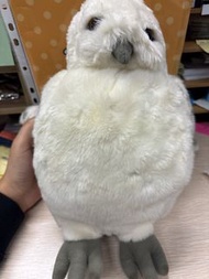 哈利波特貓頭鷹公仔