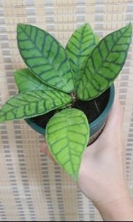淡味毬蘭  Hoya callistophylla