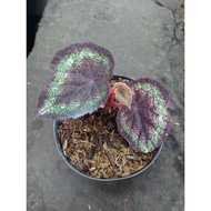 Tananan Hias Begonia Rex Mutiara Hitam/Tanaman Hias Begonia Rex