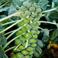 30 SEED - F1 Brussel Sprouts Long Island | Baby Cabbage