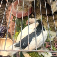 ayam tulak cakep putih hitam