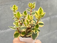 Crassula Sarmentosa variegated ไม้อวบนำ้ด่าง น่ารักๆ กระถาง 2 นิ้ว