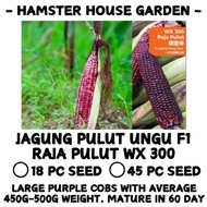 HSK [18pc/45pc] JAGUNG PULUT UNGU PURPLE F1 HIBRID WAXY CORN RAJA PULUT WX 300 | BIJI BENIH JAGUNG |