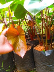 homalomena - homalomena tanaman - tanaman hias - tanaman hias murah - homalomena merah - homalomena 