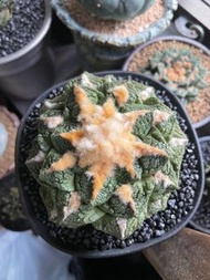 龜甲牡丹    多肉植物